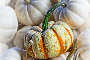 colorful pumpkin with white pumpkins